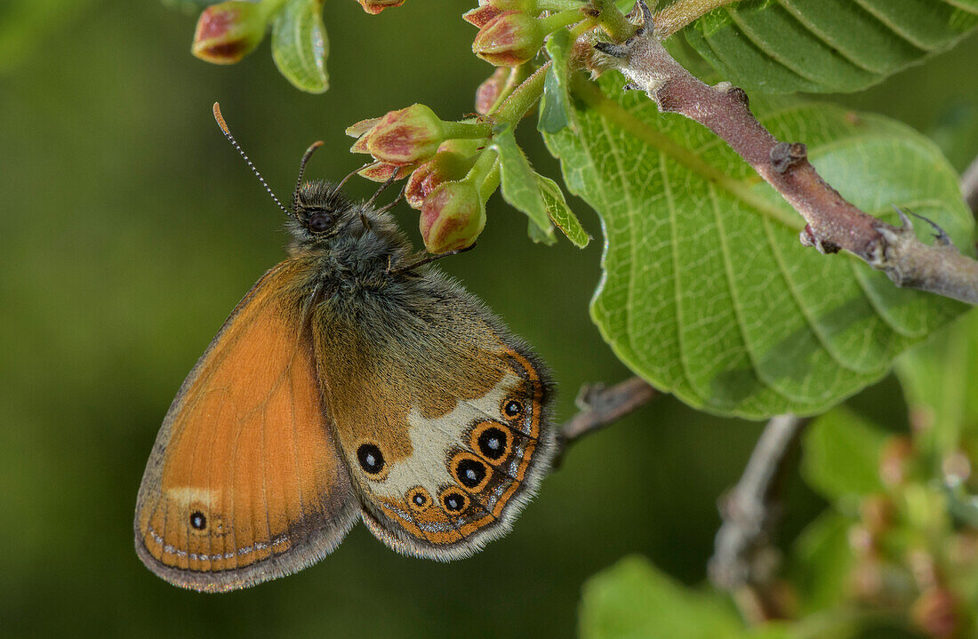 Pearly heath butterfly on rock buckthorn