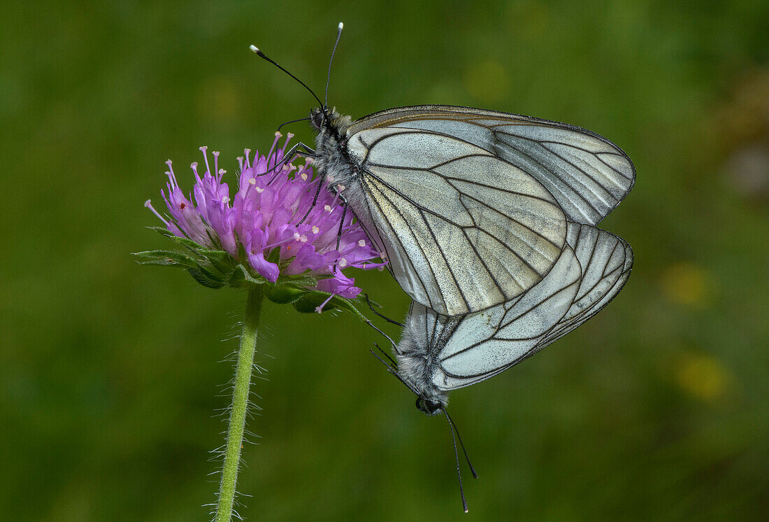 Paired black-veined white butterflies
