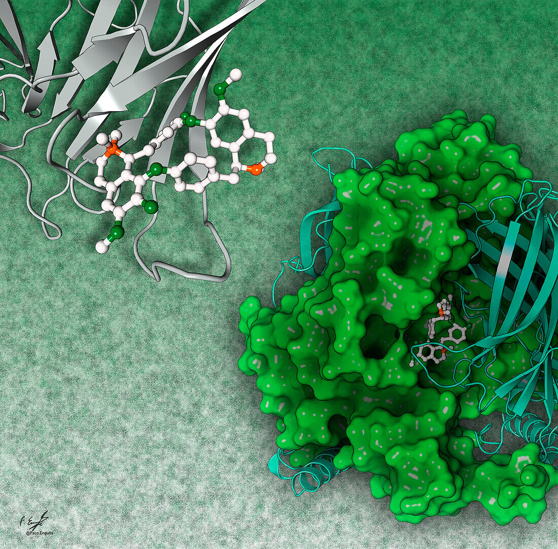 Acetylcholine receptor and tubocurarine, illustration