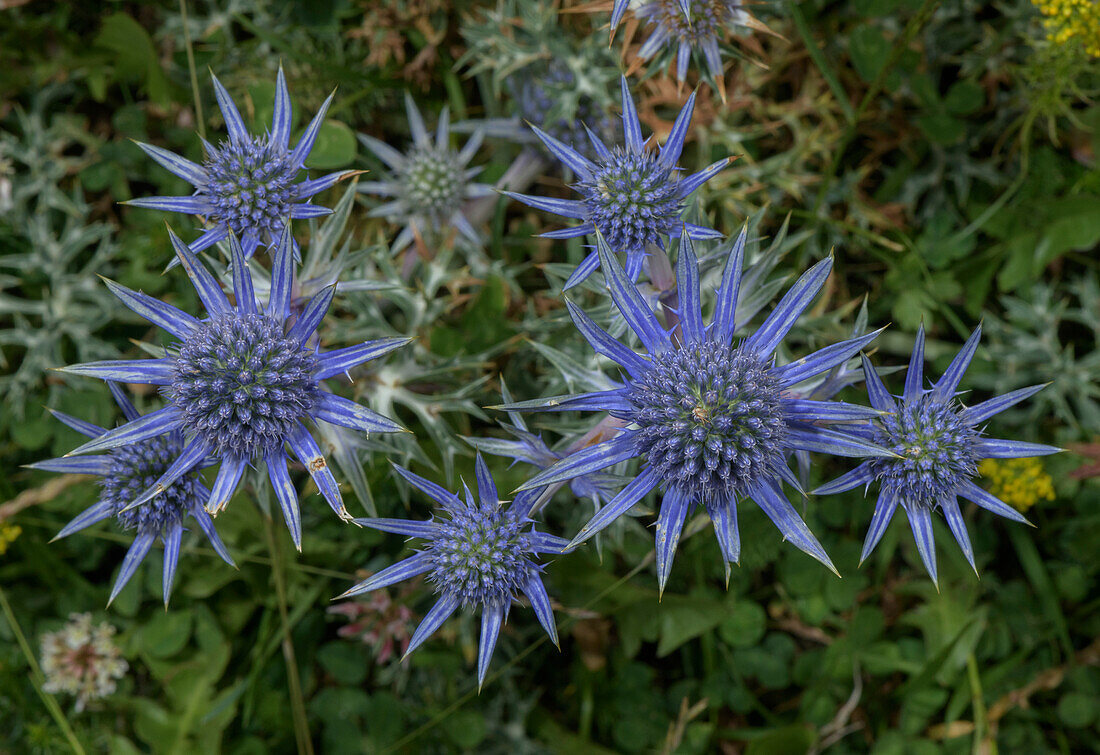 Pyrenean eryngo (Eryngium bourgatii) in flower