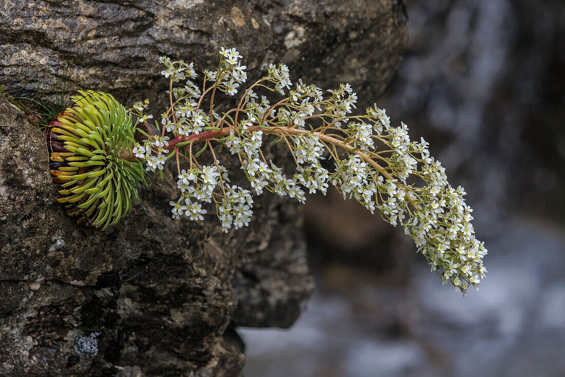 Pyrenean saxifrage (Saxifraga longifolia) in flower