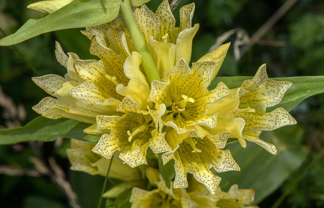 Burser's gentian (Gentiana burseri) in flower