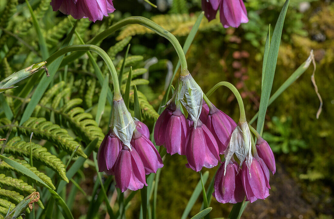 Lombardy garlic (Allium insubricum) in flower
