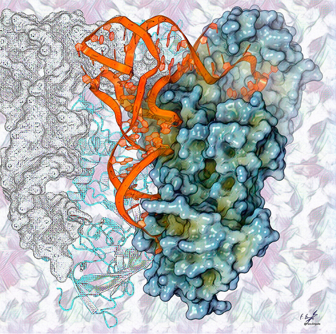 Glutaminyl-tRNA synthetase, illustration