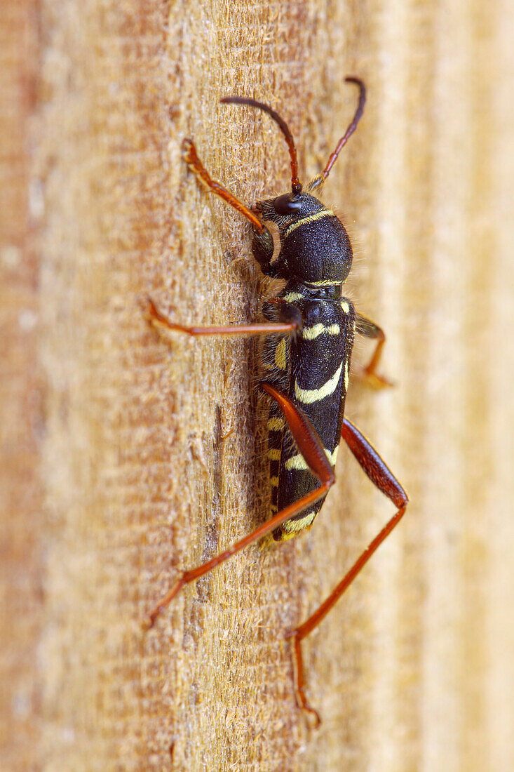 Wasp beetle