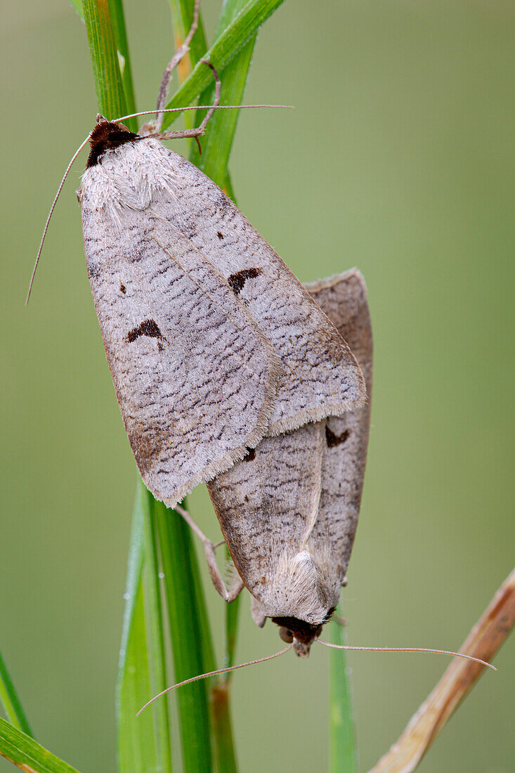 Blackneck moth