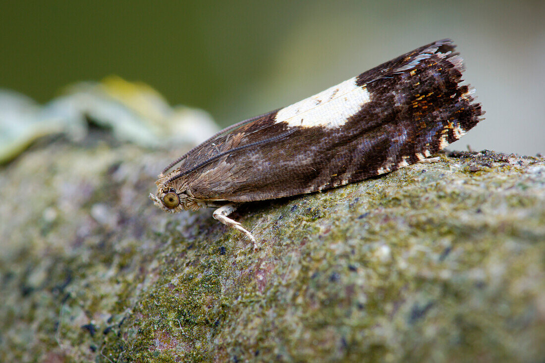 Pammene regiana moth