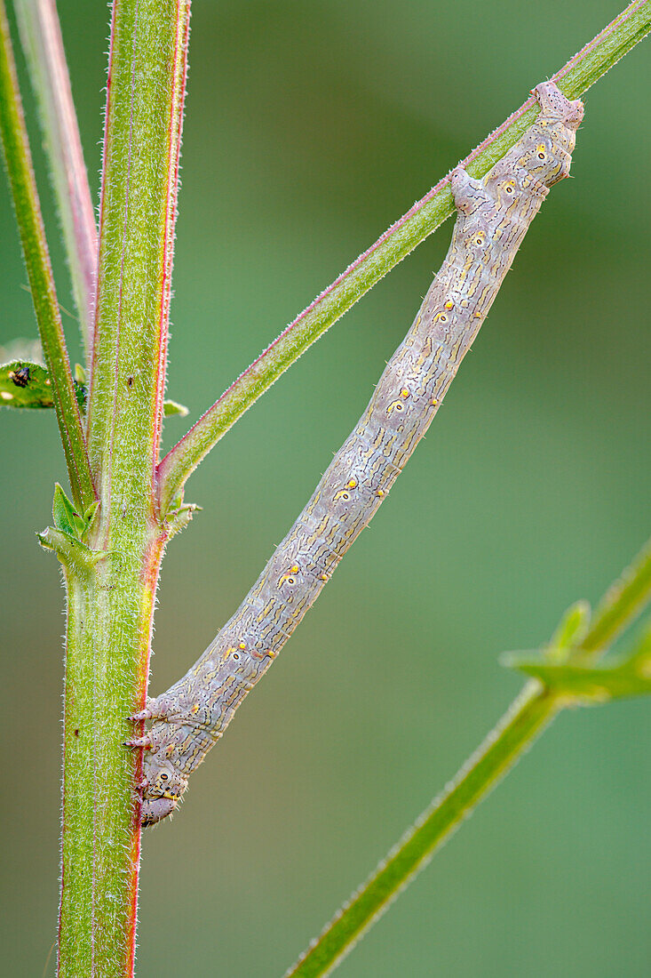 Brindled beauty caterpillar