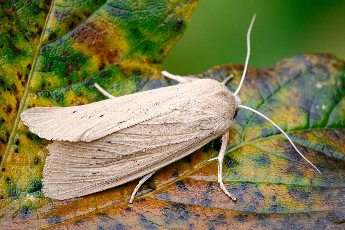 Large wainscot moth