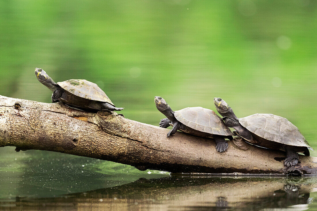 Yellow-spotted river turtles