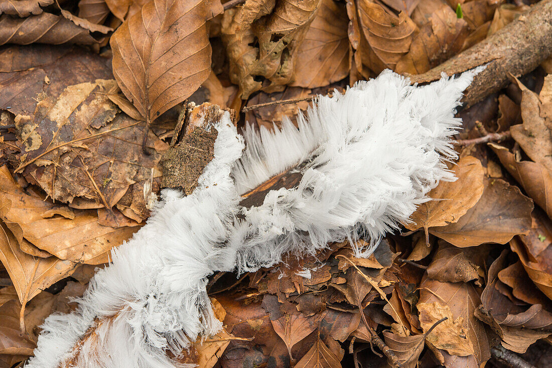 Hair ice on a fallen branch