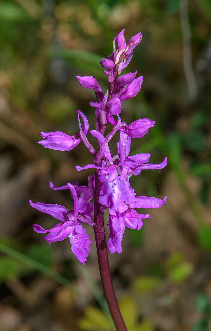 Pine forest orchid (Orchis pinetorum) in flower