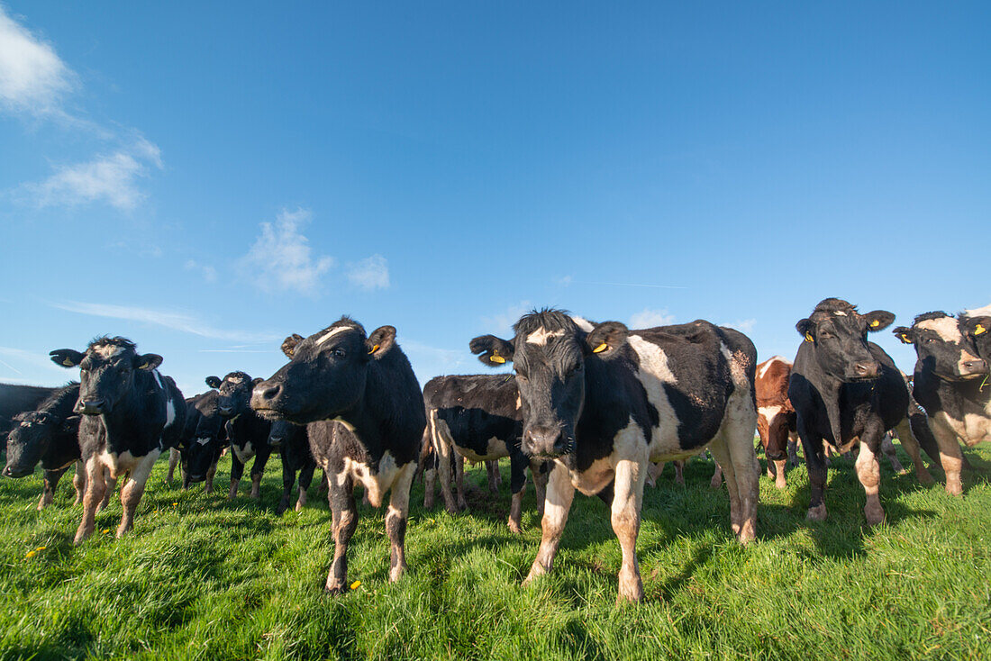 Herd of cattle in a field
