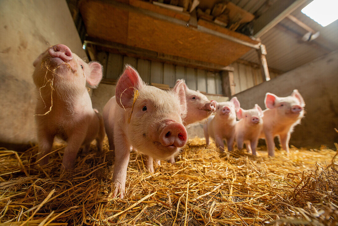 Piglets in a shed