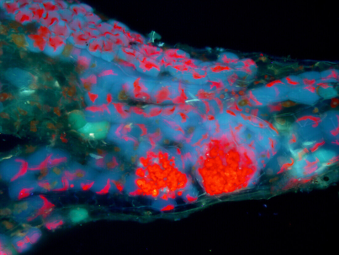 Hornwort thallus cells, fluorescence micrograph