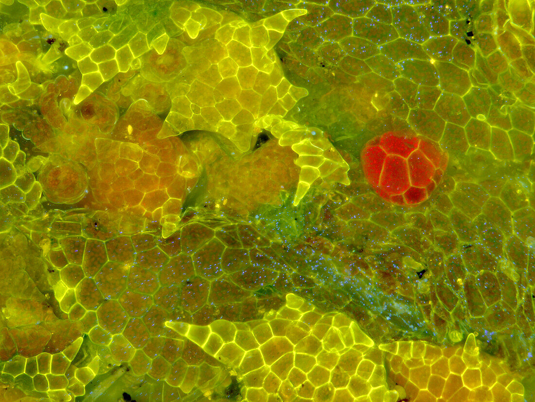 Liverwort thallus surface, fluorescence micrograph