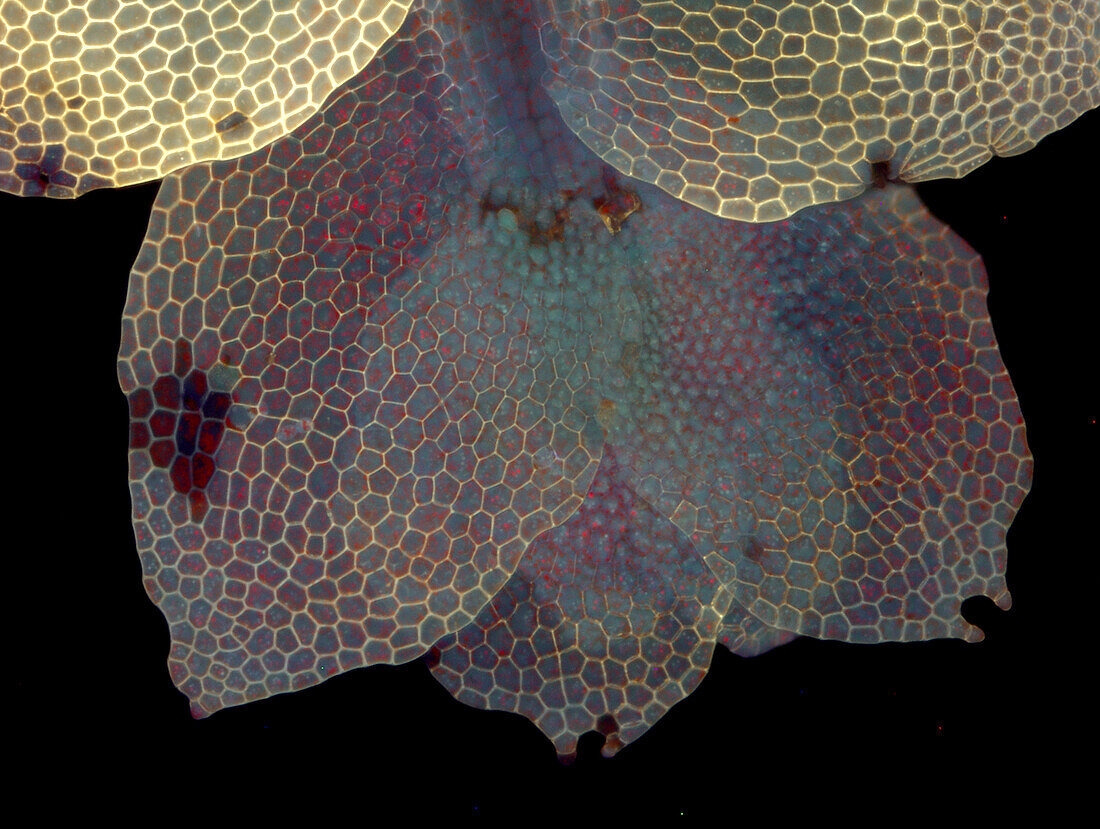 Liverwort gametophyte, fluorescence micrograph