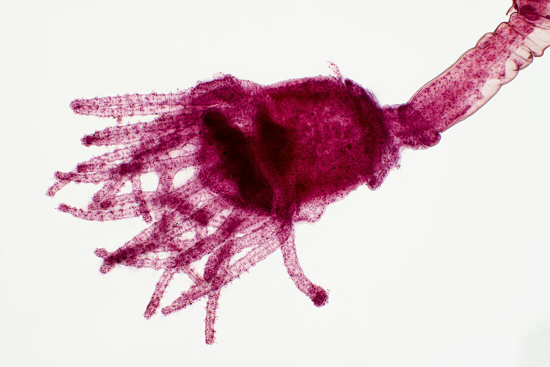 Hydrozoa, light micrograph