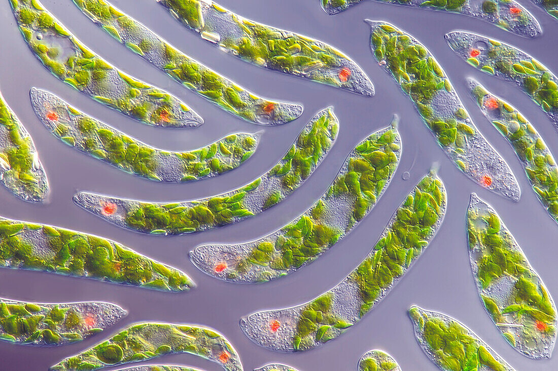 Euglena deses algae, light micrograph