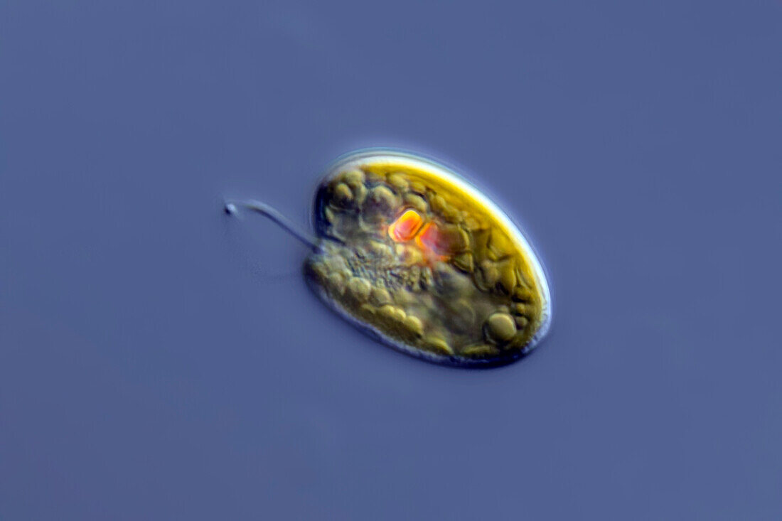 Cryptomonas gyropyrenoidosa algae, light micrograph