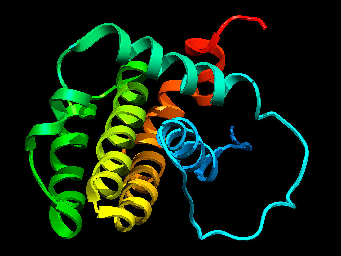 Human anti-apoptotic protein BCL-2, illustration