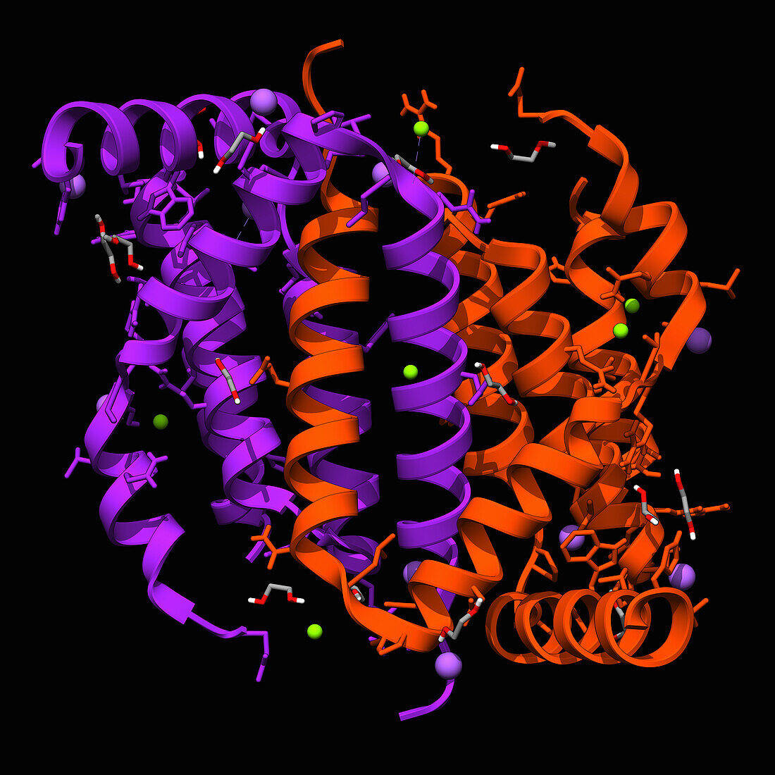 Apoptosis inhibitor ORFV125, illustration