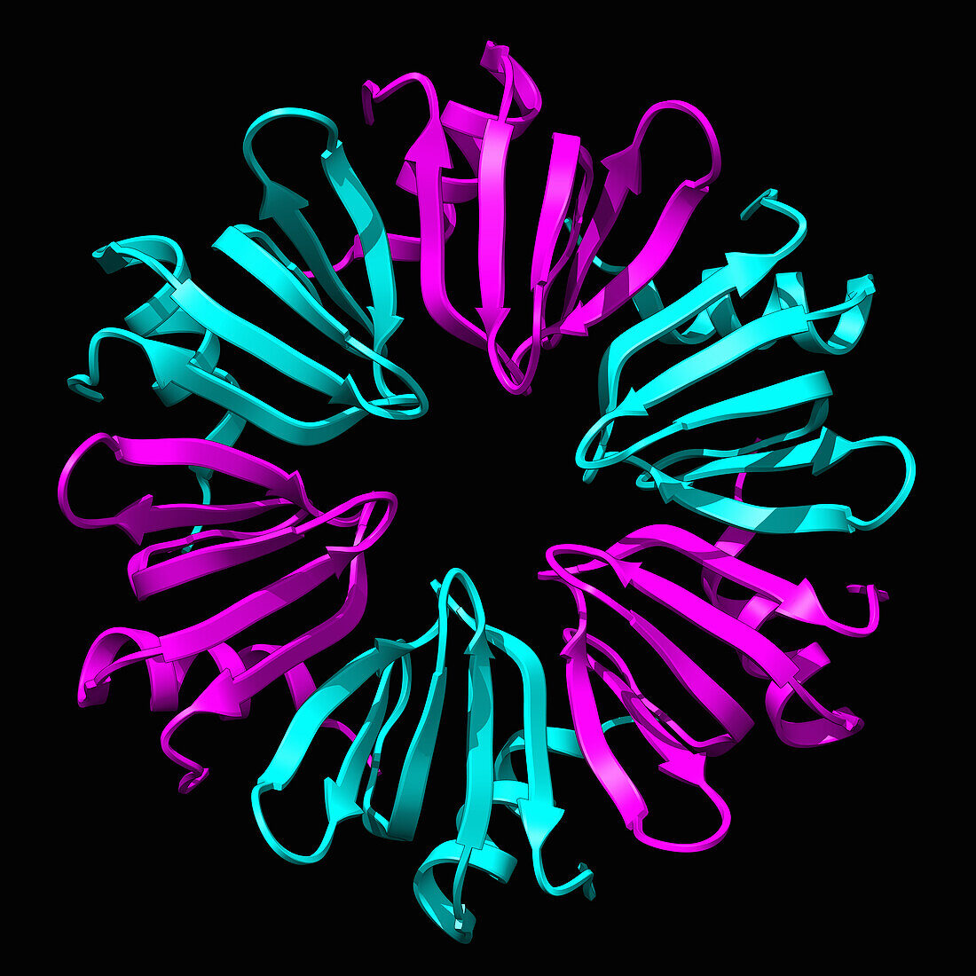 Hfq protein from Neisseria meningitidis, illustration