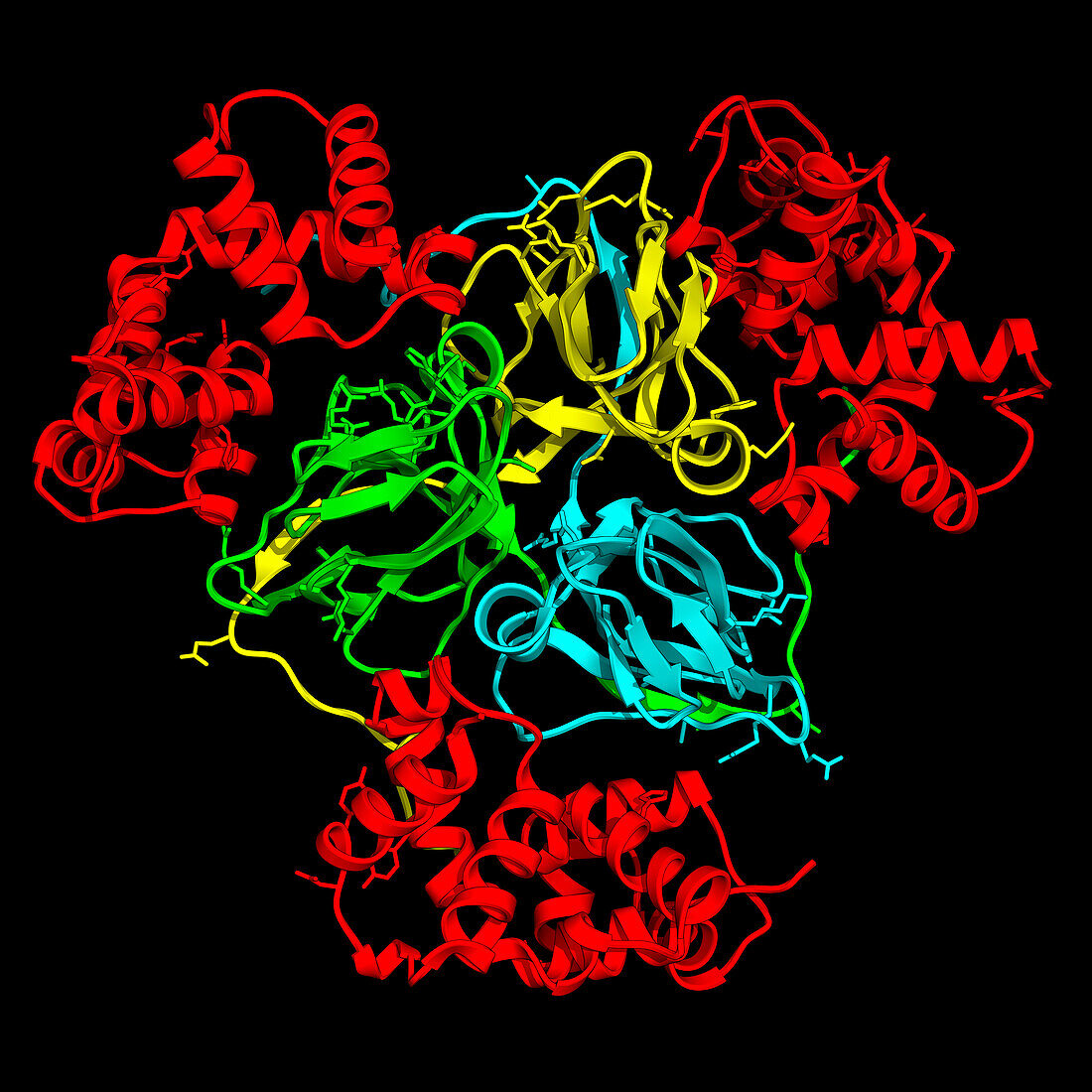 Human dUTPase complexed with Orf20, illustration