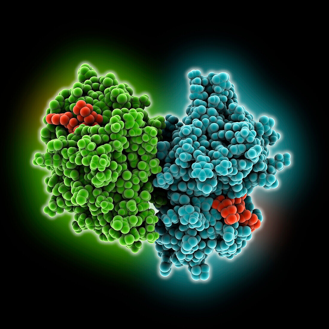 Cathepsin L2 complexed with calpeptin, illustration