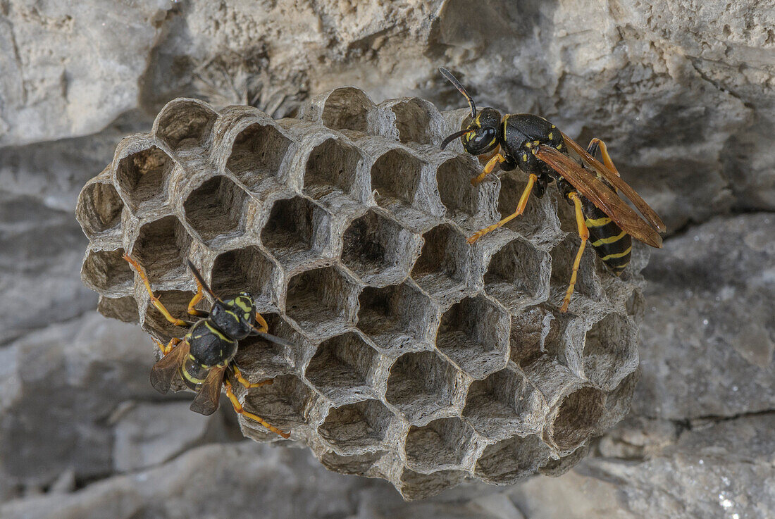 Female paper wasps working on nest