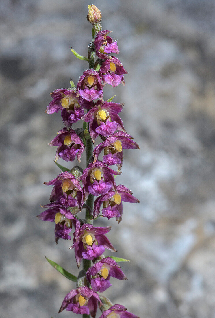 Dark-red helleborine (Epipactis atrorubens) in flower