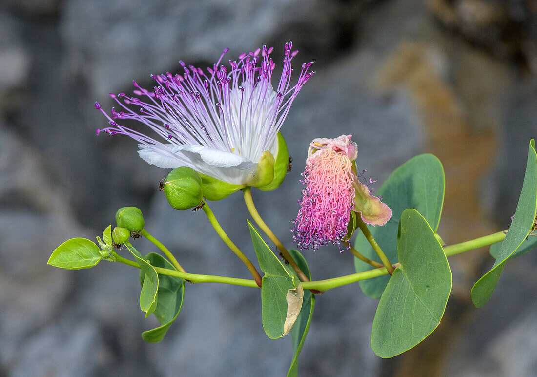 Caper (Capparis spinosa) in flower