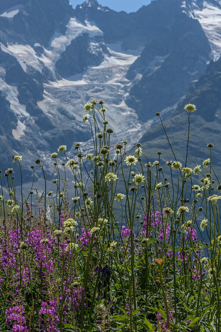 Alpine scabious (Cephalaria alpina) and rosebay willow-herb