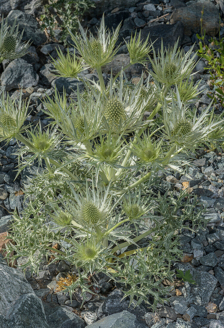 Silver eryngo (Eryngium spinalbum) in flower