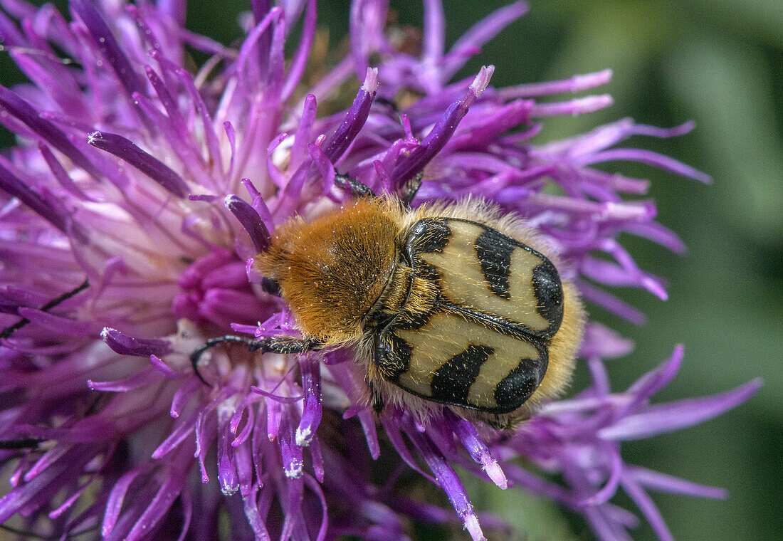 Bee chafer beetle feeding on knapweed flower