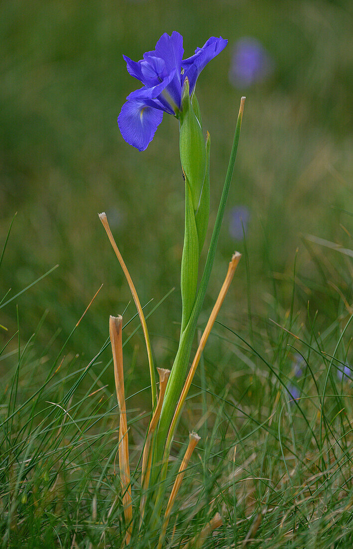 English iris (Iris jacquinii) in flower