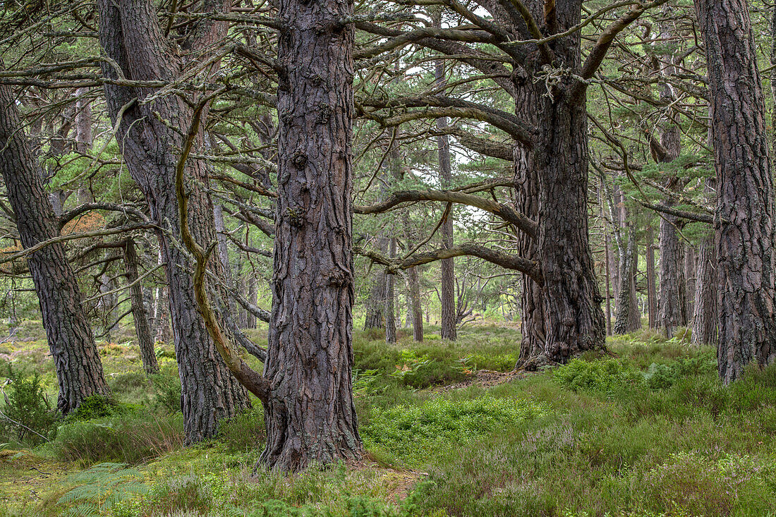 Old growth Scots pines, Cairngorms, Scotland, UK