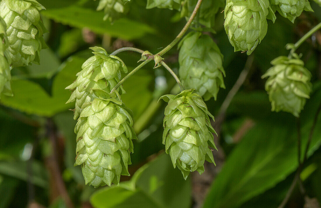 Female wild hop (Humulus lupulus) in fruit