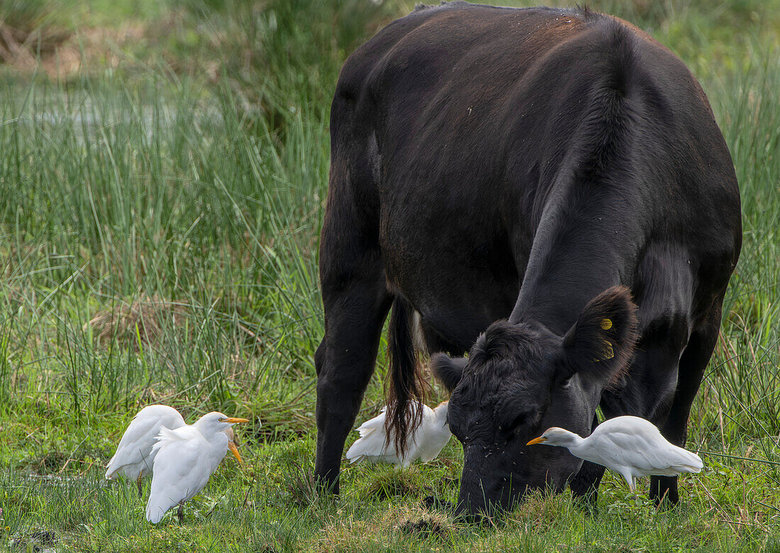 Cattle egrets feeding around cattle