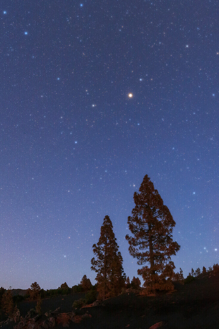 Night sky over pine trees, La Palma, Canary Islands