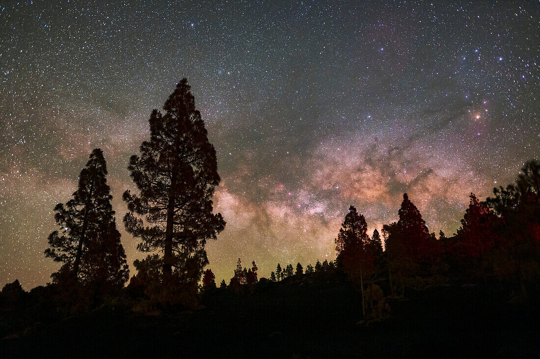 Milky Way rising over pine trees, La Palma, Canary Islands
