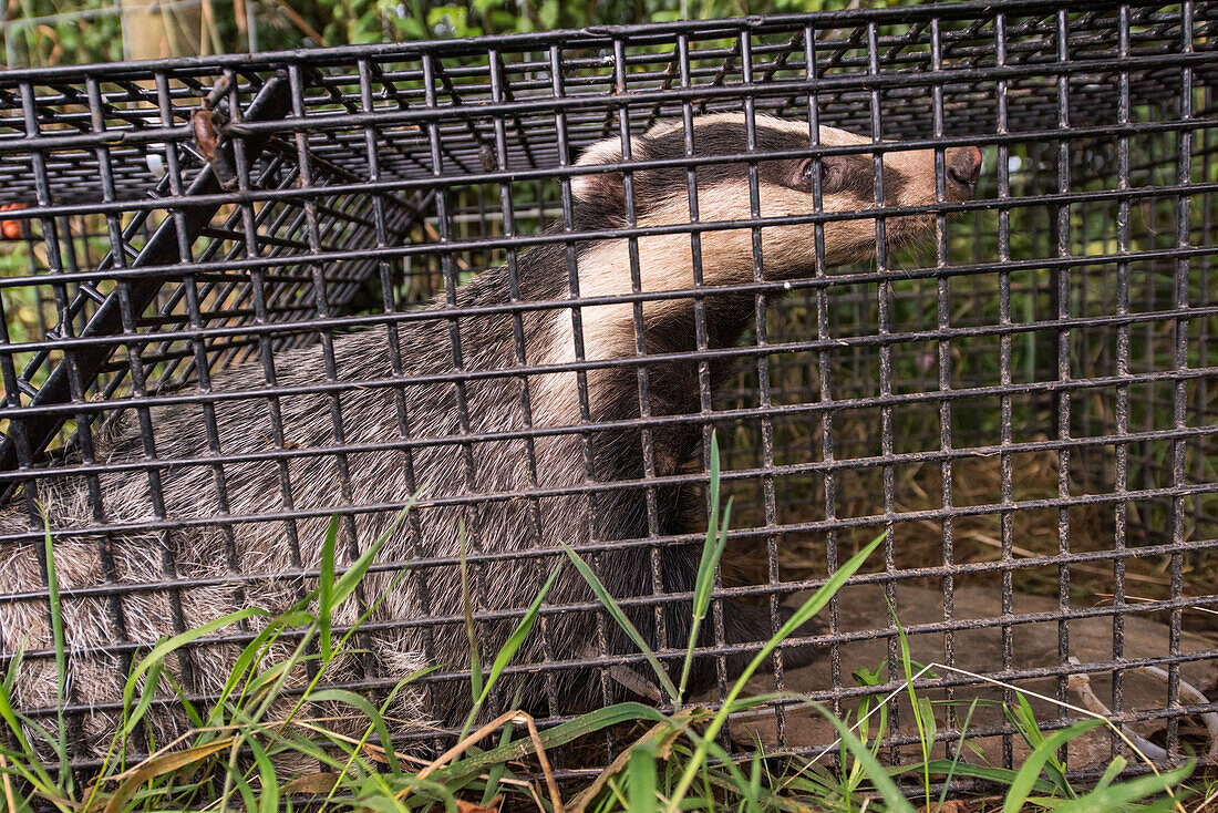 Badger trapped in a cage