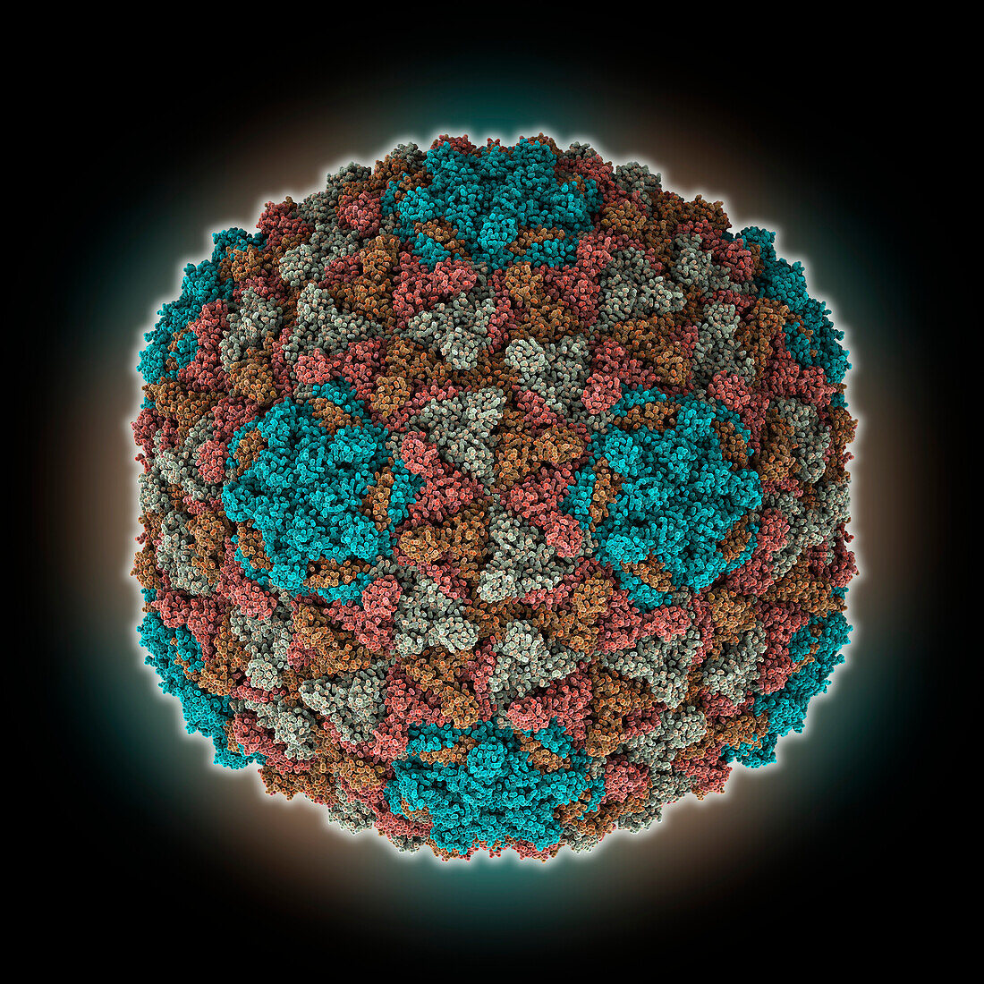 Staphylococcus phage Andhra capsid, illustration
