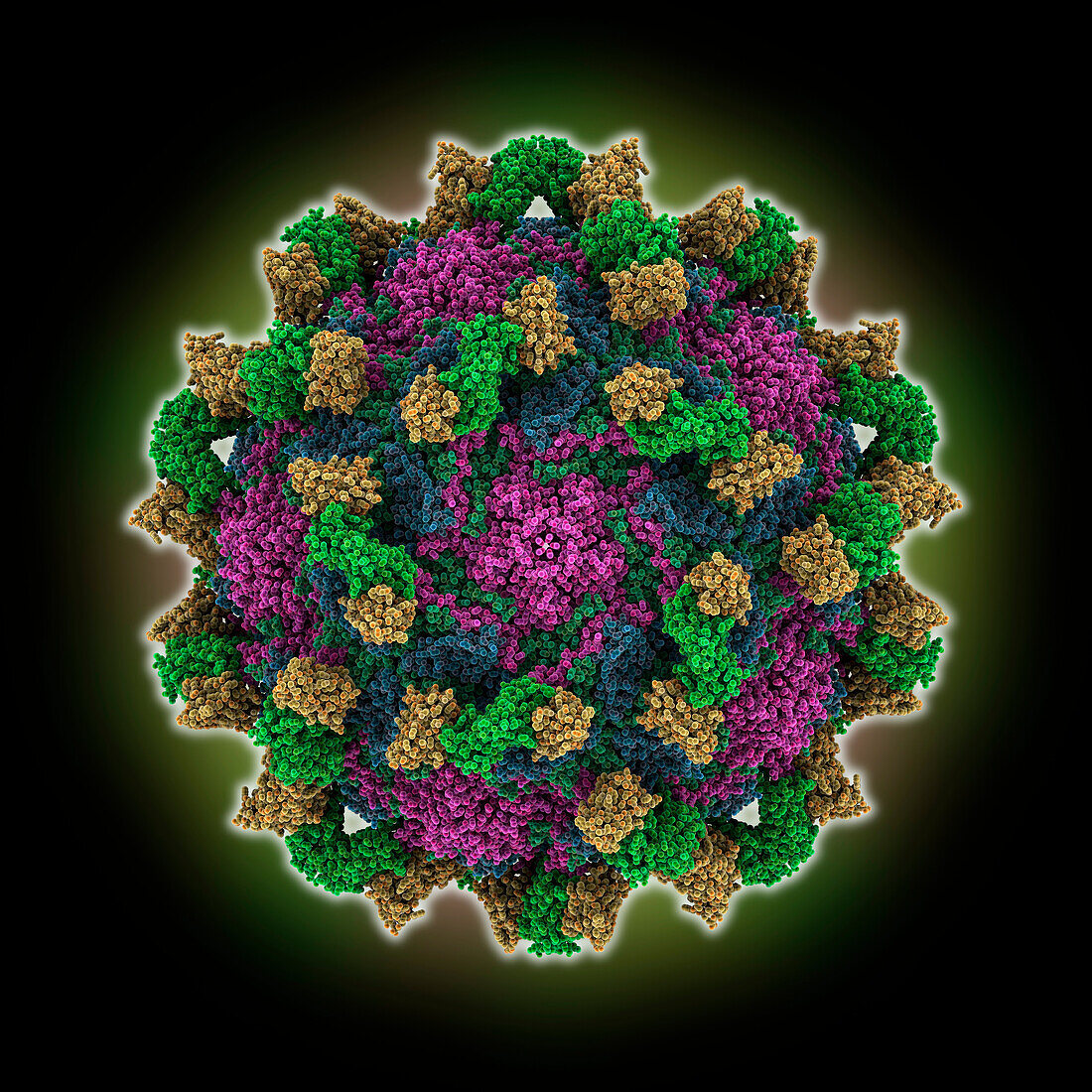 Echovirus3 capsid complexed with 6D10 fab, illustration