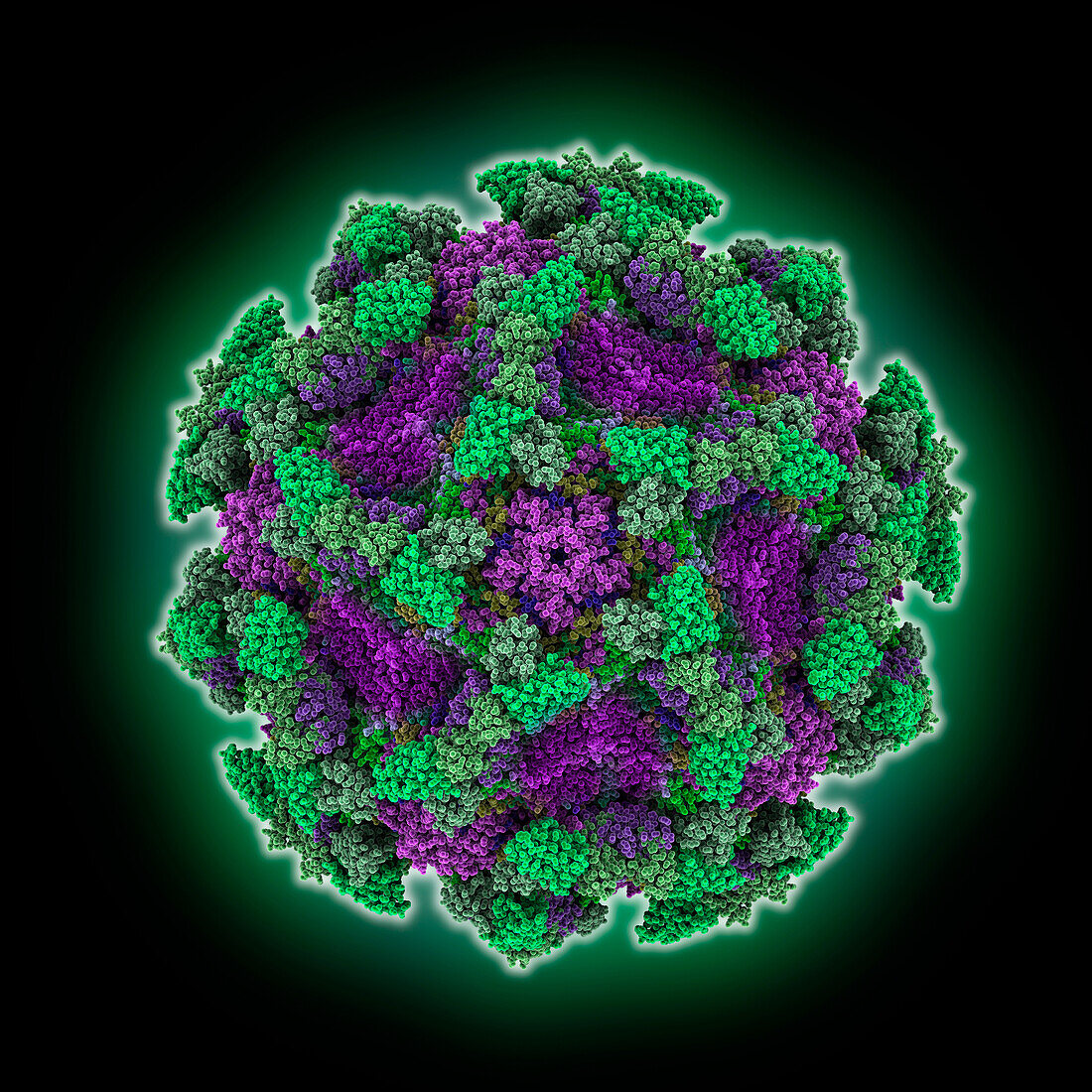 Echovirus3 capsid complexed with 6D10 Fab, illustration