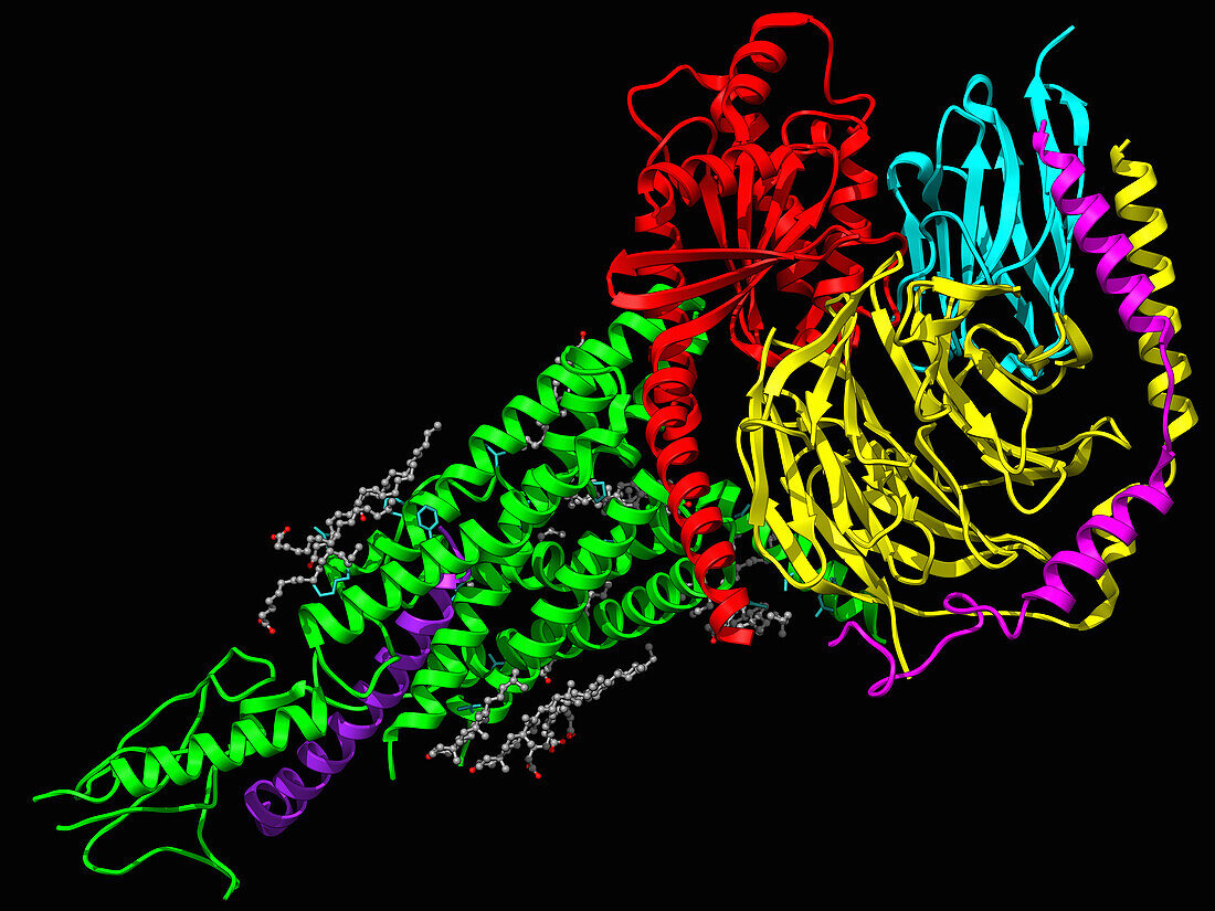 G-proteins complexed with PTHrP and PTH1R, illustration