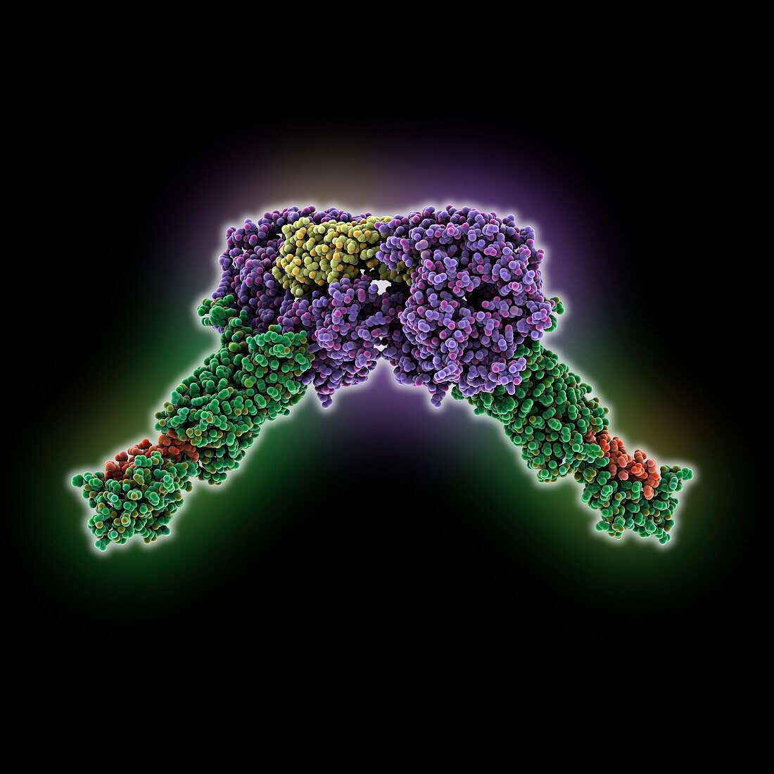 Human parathyroid hormone receptor-1 dimer, illustration