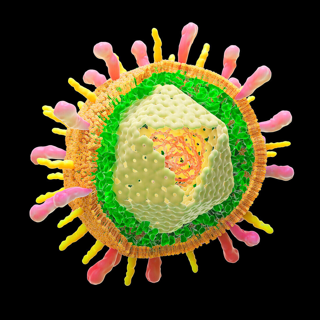 Varicella zoster virus particle, illustration