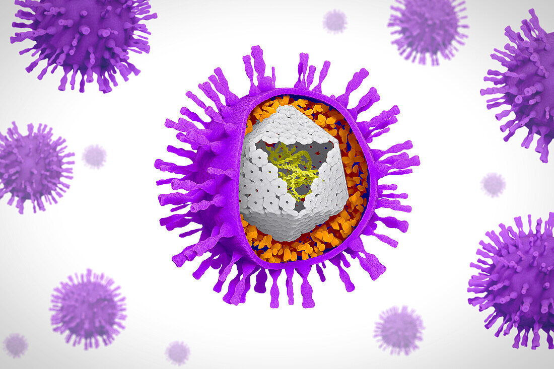 Varicella zoster virus particles, illustration