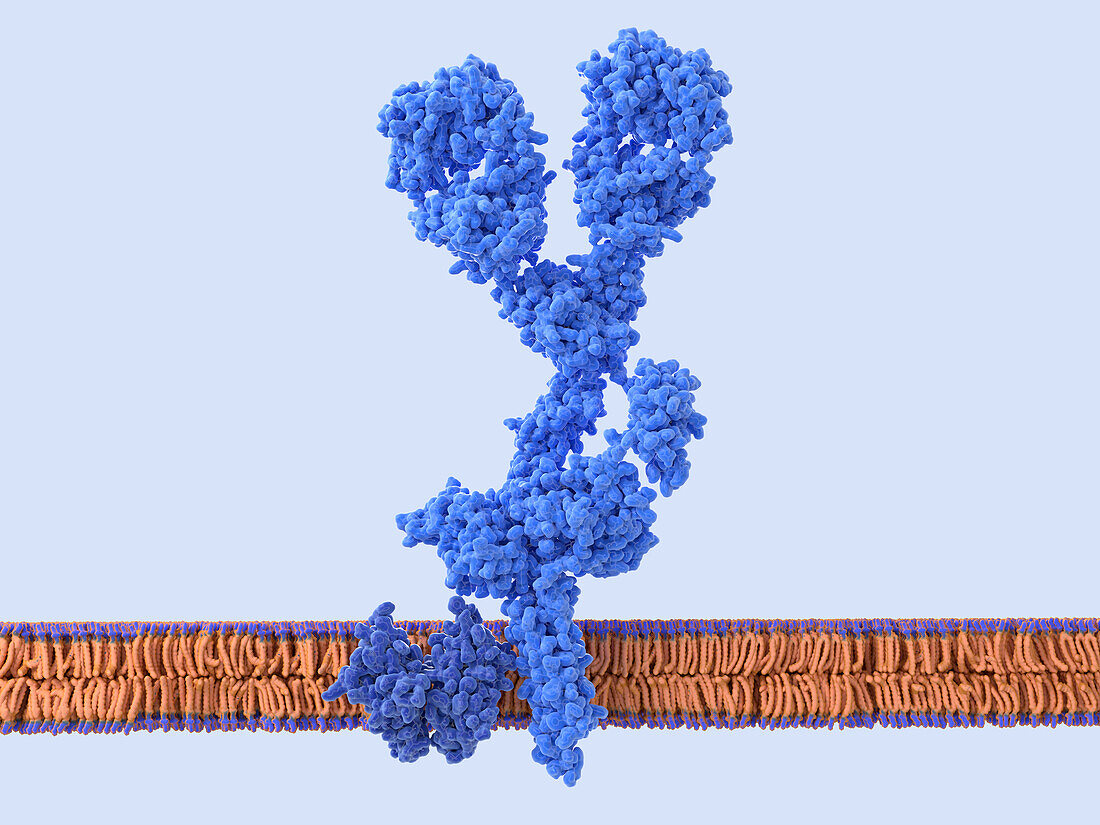 B cell receptor, illustration
